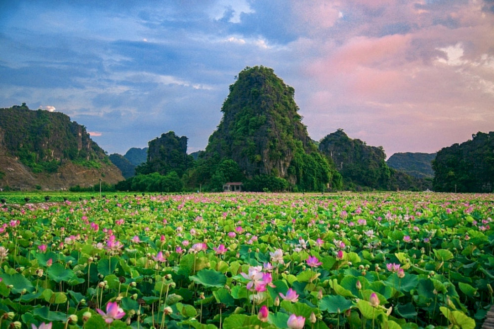 The lotus pond offers a tranquil and picturesque escape
